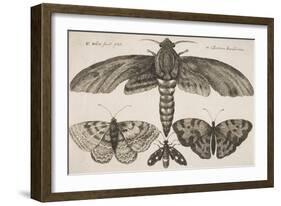 Moth and Three Butterflies-Wenceslaus Hollar-Framed Giclee Print