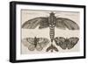 Moth and Three Butterflies-Wenceslaus Hollar-Framed Giclee Print