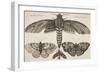 Moth and Three Butterflies-Wenceslaus Hollar-Framed Giclee Print