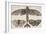 Moth and Three Butterflies-Wenceslaus Hollar-Framed Giclee Print