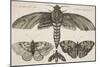 Moth and Three Butterflies-Wenceslaus Hollar-Mounted Giclee Print