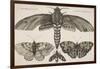 Moth and Three Butterflies-Wenceslaus Hollar-Framed Giclee Print