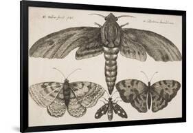 Moth and Three Butterflies-Wenceslaus Hollar-Framed Giclee Print