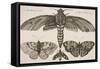 Moth and Three Butterflies-Wenceslaus Hollar-Framed Stretched Canvas