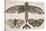 Moth and Three Butterflies-Wenceslaus Hollar-Stretched Canvas