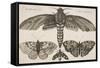 Moth and Three Butterflies-Wenceslaus Hollar-Framed Stretched Canvas
