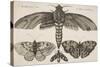 Moth and Three Butterflies-Wenceslaus Hollar-Stretched Canvas
