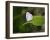 Moth and Wolf-Gordon Semmens-Framed Photographic Print