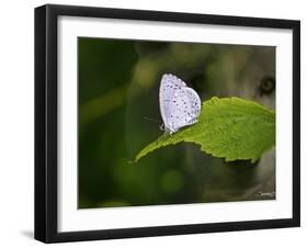 Moth and Wolf-Gordon Semmens-Framed Photographic Print