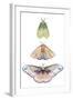 Moth Fairies II-Grace Popp-Framed Art Print