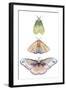 Moth Fairies II-Grace Popp-Framed Art Print