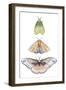 Moth Fairies II-Grace Popp-Framed Art Print