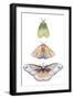 Moth Fairies II-Grace Popp-Framed Art Print