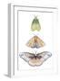 Moth Fairies II-Grace Popp-Framed Art Print