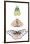 Moth Fairies II-Grace Popp-Framed Art Print