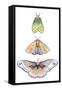 Moth Fairies II-Grace Popp-Framed Stretched Canvas