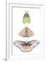 Moth Fairies II-Grace Popp-Framed Art Print