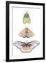 Moth Fairies II-Grace Popp-Framed Art Print