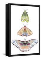 Moth Fairies II-Grace Popp-Framed Stretched Canvas