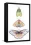 Moth Fairies II-Grace Popp-Framed Stretched Canvas