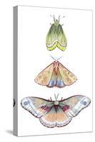 Moth Fairies II-Grace Popp-Stretched Canvas