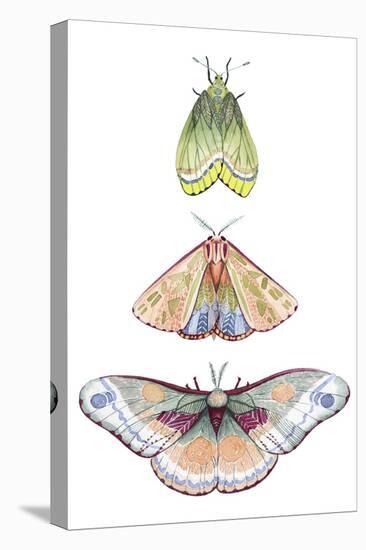 Moth Fairies II-Grace Popp-Stretched Canvas