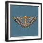 Moth I Sq-Farida Zaman-Framed Art Print