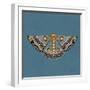 Moth I Sq-Farida Zaman-Framed Art Print