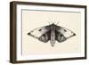 Moth I-Avery Tillmon-Framed Art Print