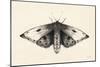 Moth I-Avery Tillmon-Mounted Art Print