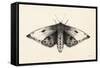 Moth I-Avery Tillmon-Framed Stretched Canvas