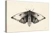 Moth I-Avery Tillmon-Stretched Canvas