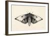 Moth I-Avery Tillmon-Framed Art Print