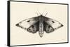 Moth I-Avery Tillmon-Framed Stretched Canvas