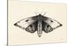 Moth I-Avery Tillmon-Stretched Canvas
