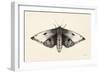 Moth I-Avery Tillmon-Framed Premium Giclee Print