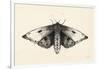 Moth I-Avery Tillmon-Framed Art Print