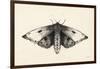 Moth I-Avery Tillmon-Framed Art Print