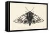 Moth II-Avery Tillmon-Framed Stretched Canvas