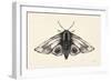 Moth II-Avery Tillmon-Framed Art Print