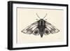 Moth II-Avery Tillmon-Framed Premium Giclee Print