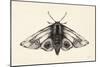 Moth II-Avery Tillmon-Mounted Premium Giclee Print