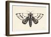 Moth IV-Avery Tillmon-Framed Art Print