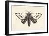 Moth IV-Avery Tillmon-Framed Art Print