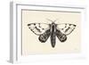 Moth IV-Avery Tillmon-Framed Art Print