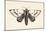 Moth IV-Avery Tillmon-Mounted Art Print