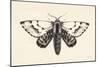 Moth IV-Avery Tillmon-Mounted Premium Giclee Print