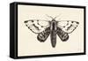 Moth IV-Avery Tillmon-Framed Stretched Canvas