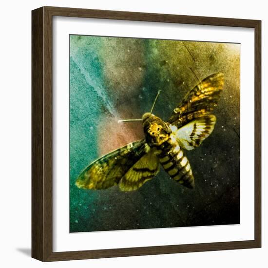 Moth Moments-Clive Nolan-Framed Photographic Print