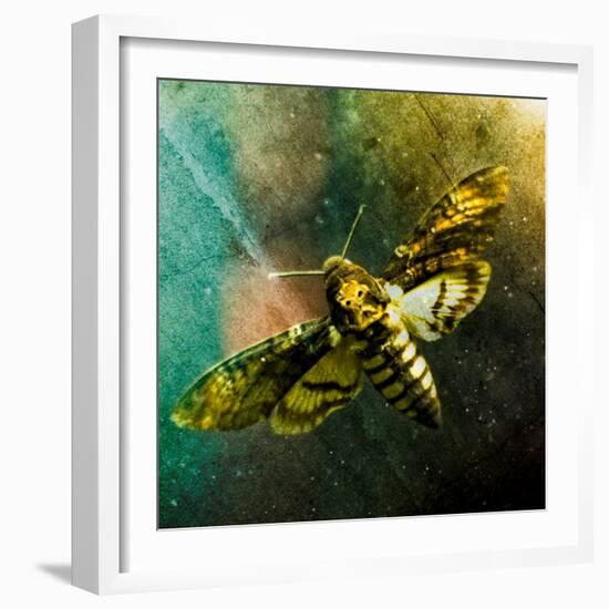 Moth Moments-Clive Nolan-Framed Photographic Print